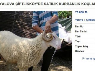 Bunu Da Gördük! İnternetten Satıyor