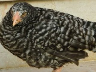 Dünyanın Tavuğunu Kümesinde Topladı