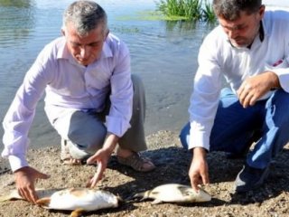 Ve Beklenen Adım Atıldı!