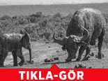 Yavru Fil Bufaloya Kafa Tutarsa
