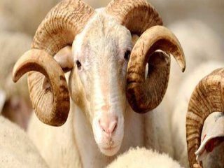 Kredi Kartıyla Kurbanlık Alanlara Uyarı