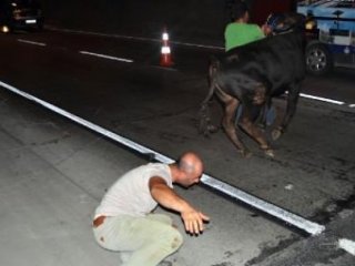 6 saat boyunca kaçan boğa sonunda yakalandı