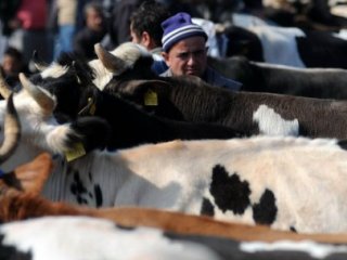 Kurbanlık Alırken Bu Ölçüye Dikkat!