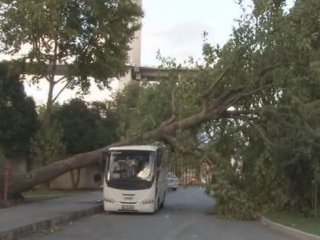 Üsküdar’da Ağaçlar Araçların Üzerine Devrildi