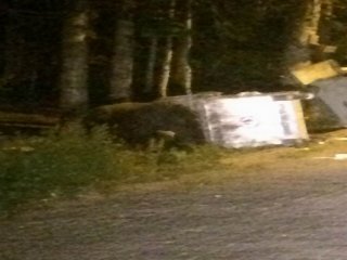 Ayılar Yavrularını Çöp Konteynırlarına Atıp Doyuruyor