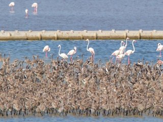 İzmir Kuşcenneti'ni Bakan Eroğlu'nun Talimatı Kurtardı