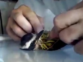 Minik Kuşa Nefesi İle Can Verdi!