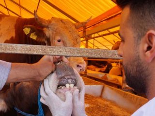 Sağlıklı Bir Kurban Nasıl Seçilir?