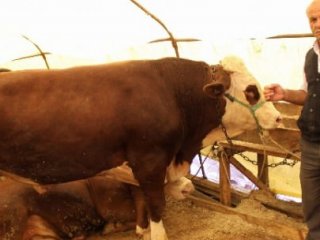 Bayram Öncesi Tedirgin Eden Hastalık