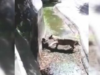 Beyaz Kaplan Genci Böyle Öldürdü