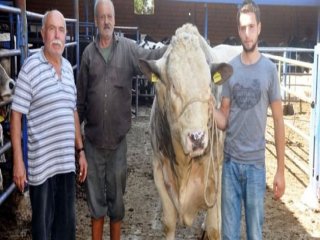 Otomobil Fiyatına Kurbanlık