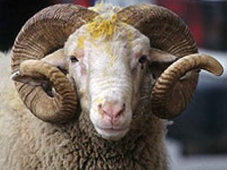 "Kurbancı Şarapçı ve de Rockçı Marketler"