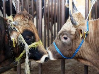 Kurban Bayramı Tatili Kaç Gün Olacak?