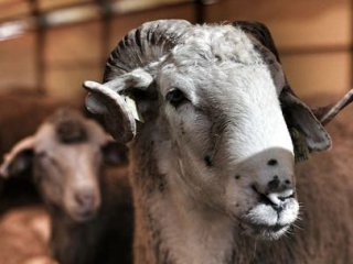 Teslim Olunca Kurban: Kurban Olunca Teslim Oluruz