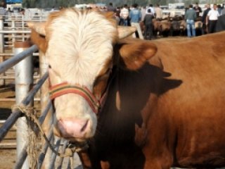 Bakanlıktan Kurban Alacaklara Uyarı