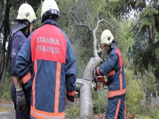 Parktaki Ağaç Faciası Kıl Payı Atlatıldı