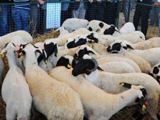 Bayrama 5 Gün Kala Kurbalıklar Tükendi