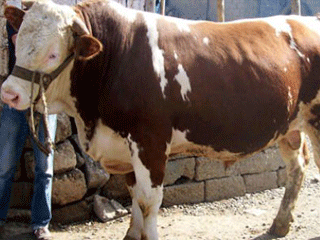 Pazarın Gözdesi! Tam 1,5 Ton