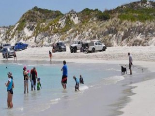 Köpek Balığı Sörfçüye Saldırdı