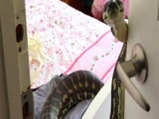 İnanılır Gibi Değil! Kapıyı Dev Piton Açtı