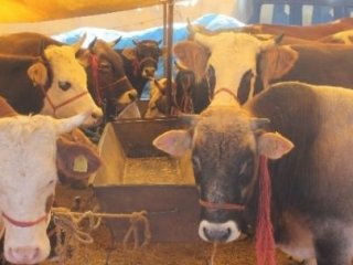 Bayramda Bu Hastalığa Dikkat