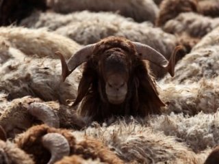Deniz Feneri, Hayırseverin Kurban Bağışını Çad'a Ulaştırdı