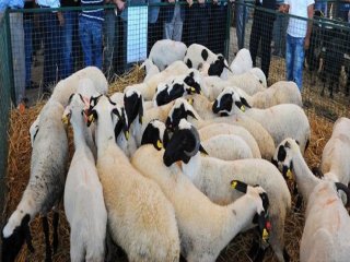 Arap Ülkelerinde Kurbanlık Fiyatları