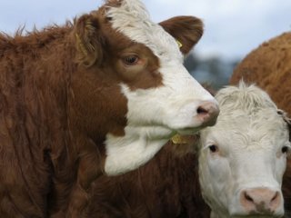 Kurban Hastalıklarından Nasıl Korunuruz?