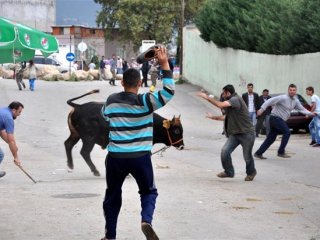Kaçan Boğa 3 Kişiyi Yaraladı