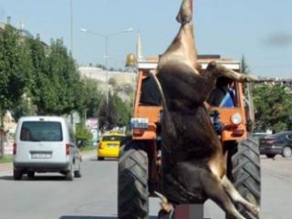 Kesilen Boğa Traktör Vincinde Taşındı