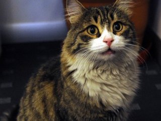 CHP Genelgesini Kedi İmzaladı!