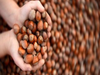 Fındıkta Düşük Rekolte Sanayicileri Zora Soktu
