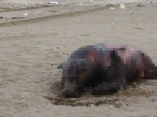 Sahile Vuran "Yaratık" Korkuttu!