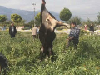 Kırkağaç'ta Danaya İnanılmaz İşkence