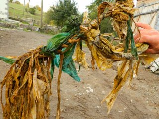 Kurbanın Karnından Bunlar Çıktı