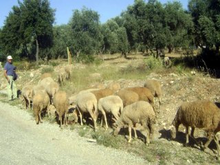 Küçükbaş Kurbanlıklar Elde Kaldı