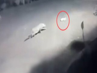 Leopar Sokak Ortasında Köpeği Avladı!