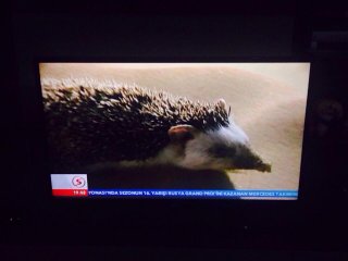 Sonuçlar Hoşlarına Gitmeyince Böyle Yaptılar!