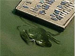 Dev Yengeç İngiltereyi Karıştırdı!