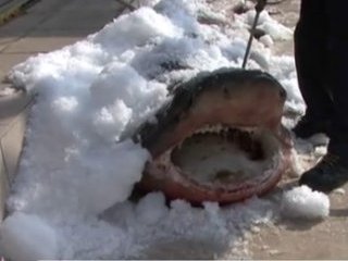 Marmara'da dev bir köpek balığı yakalandı