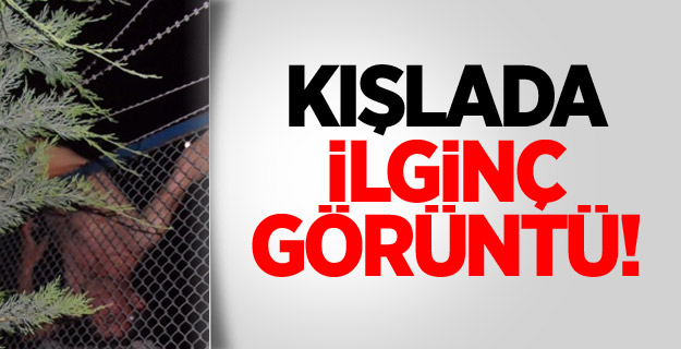 Bonzai İçen Genç, Tellerde Asılı Kaldı