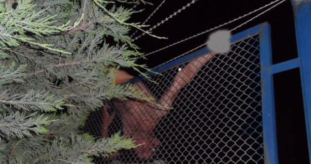 Bonzai İçen Genç Tellere Takıldı