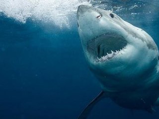 Köpek Balığı Sörfçüye Saldırdı