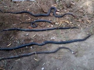 Köylüler Zor Durumda! Her Yerden Çıkıyorlar