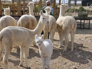Türkiye'nin İlk Alpakası Doğdu