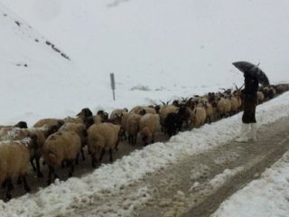 Yaylada Mahsur Kalan Çobanlar Kurtarıldı