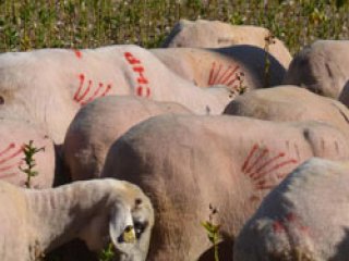 Koyunları CHP'li Yaptı
