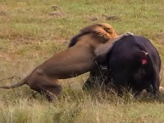 Anne Ve Yavrusunun Hazin Sonu