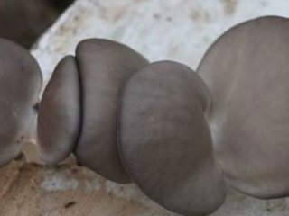 Mantar Faciası: 2 Ölü, 3 Ağır Yaralı