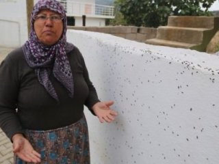 Evlerini Böcekler Bastı!